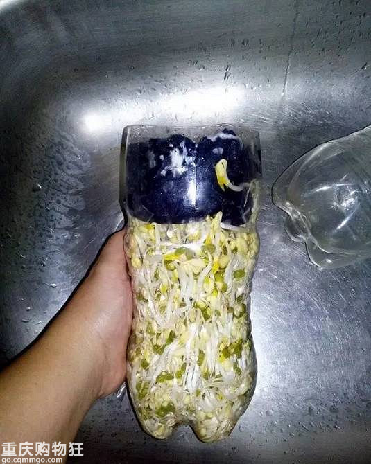 一个可乐瓶子就能种出来一家人吃的豆芽