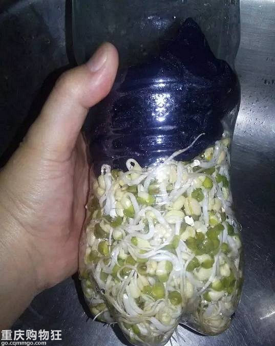 一个可乐瓶子就能种出来一家人吃的豆芽