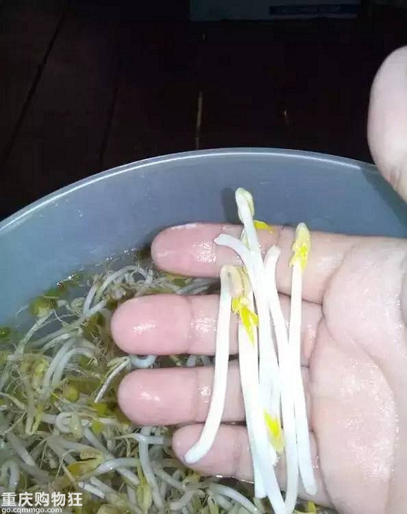 一个可乐瓶子就能种出来一家人吃的豆芽