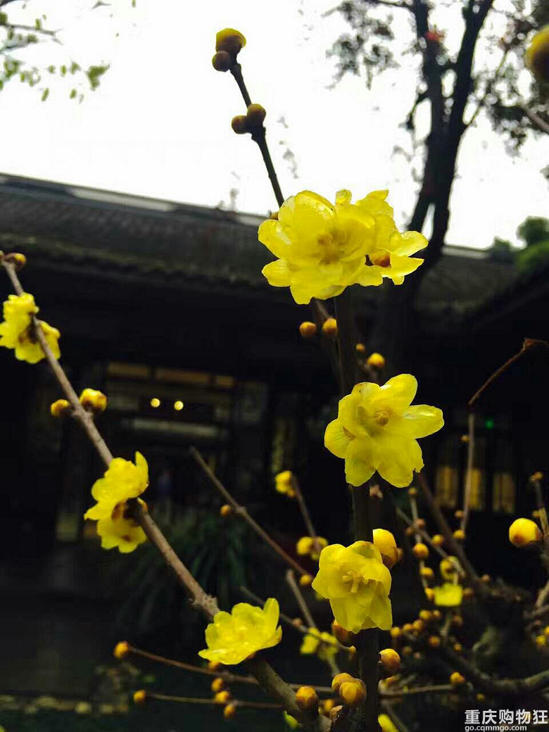 圣诞杜甫草堂一日游