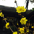 圣诞杜甫草堂一日游
