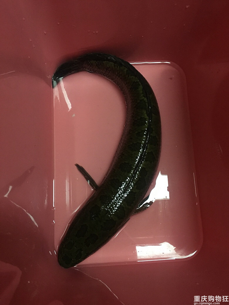 一鱼三吃