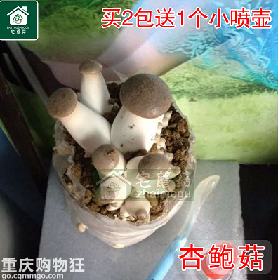 淘宝果然是万能的，撒子都有！围观盆栽蘑菇，好吃又好耍。