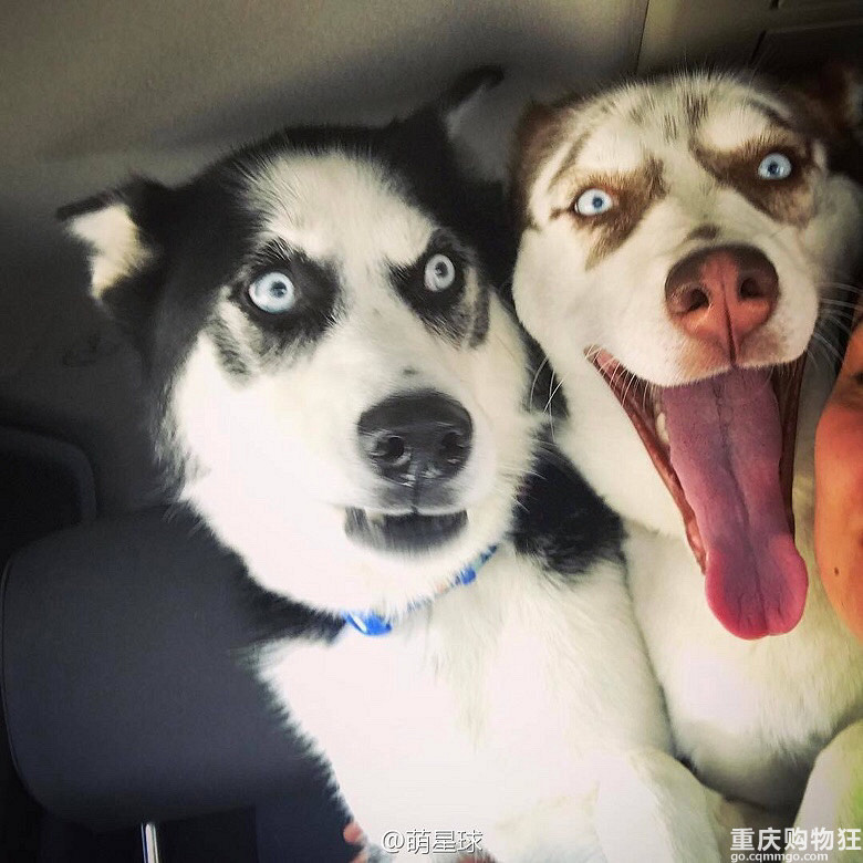 当哈士奇遇上哈士奇，那就是行走的表情包