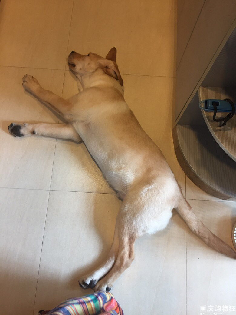 拉布拉多内心住着一个哈士奇