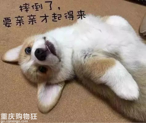 这些好习惯，能让你的狗狗“长命百岁”！