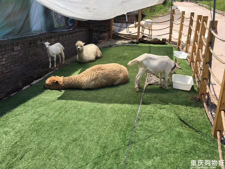 重庆烧烤农家乐好去处，多肉党绝对秒杀！