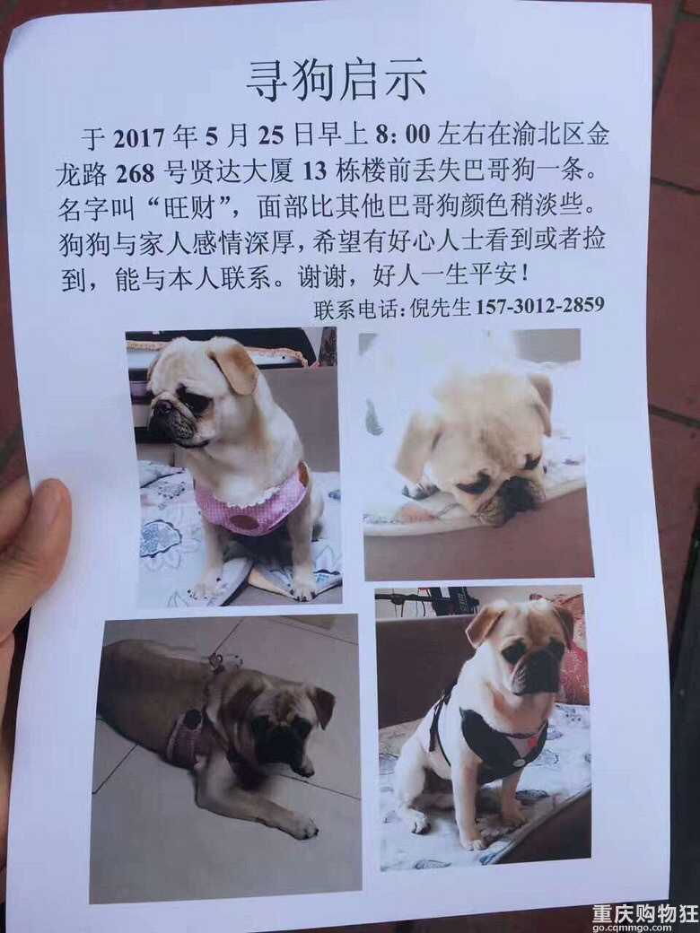 渝北区加州寻狗启示