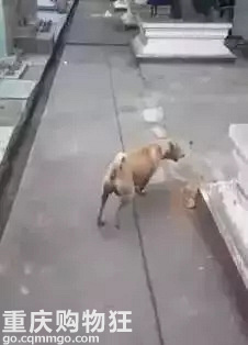 三段关于狗狗的母爱故事，看完已泪崩…
