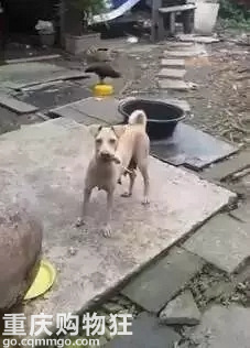三段关于狗狗的母爱故事，看完已泪崩…