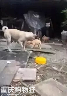 三段关于狗狗的母爱故事，看完已泪崩…