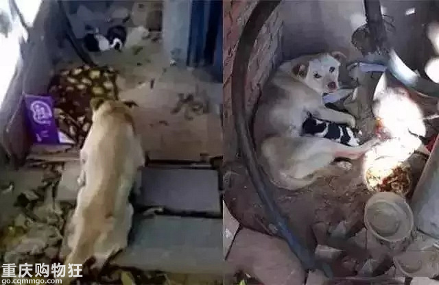 三段关于狗狗的母爱故事，看完已泪崩…