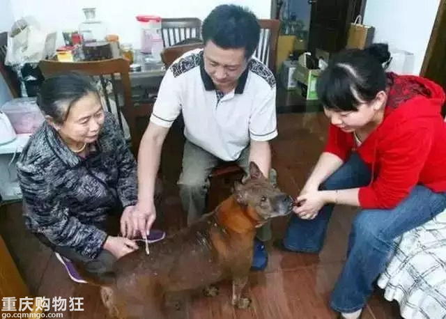 三段关于狗狗的母爱故事，看完已泪崩…