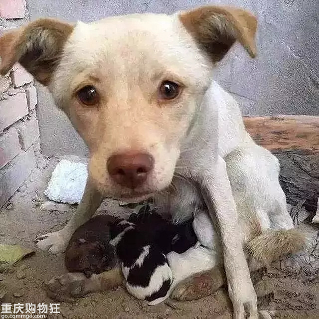 三段关于狗狗的母爱故事，看完已泪崩…