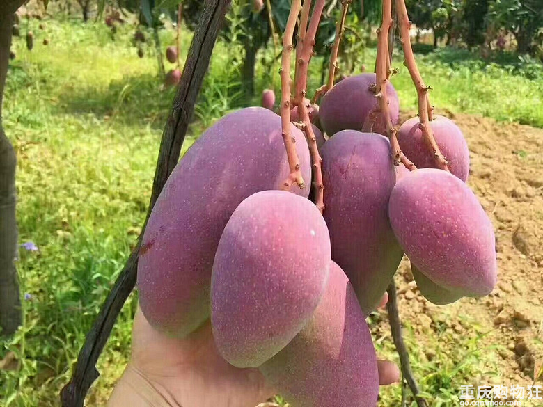 攀枝花芒果熟了