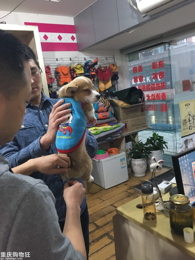 【宠物情缘】是的，我是藤菜，也是胖子藤，曾经我也是瘦过的。