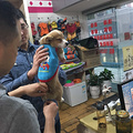 【宠物情缘】是的，我是藤菜，也是胖子藤，曾经我也是瘦过的。
