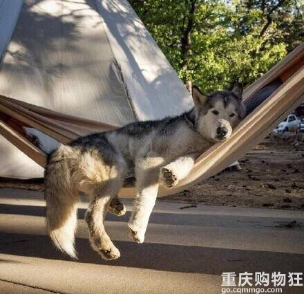 小白求助养如何挑选适合自己的宠物
