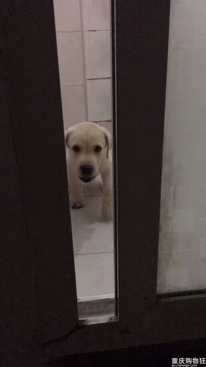 小布之成长记———萌购变土狗
