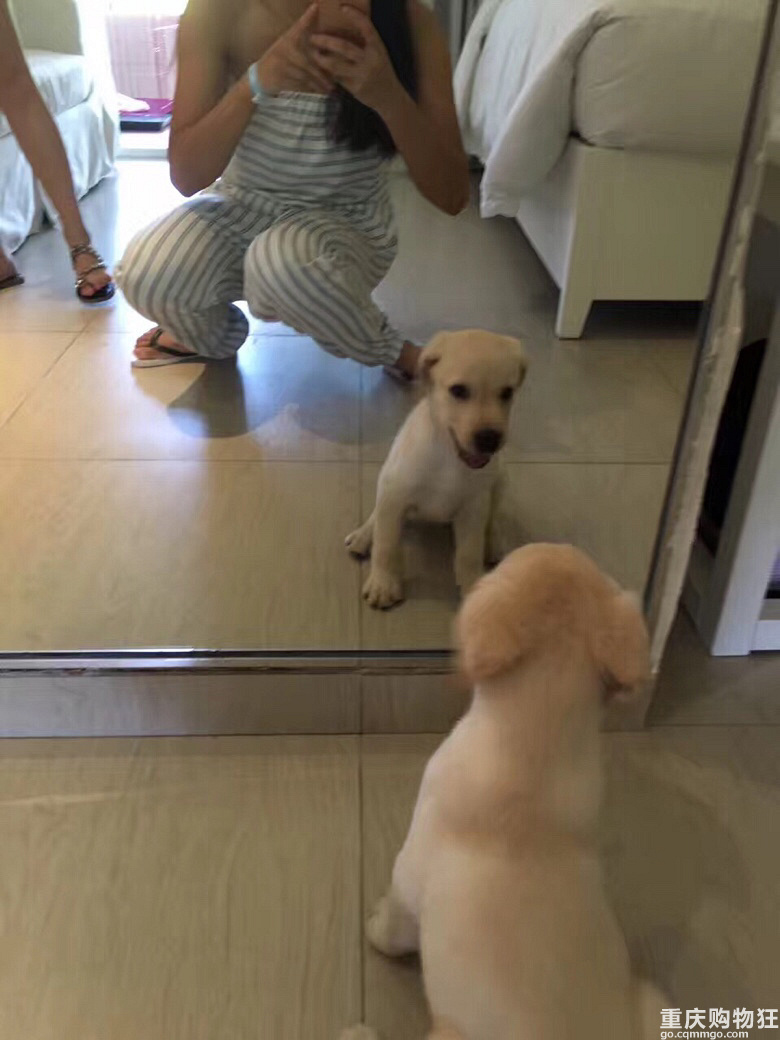 小布之成长记———萌购变土狗