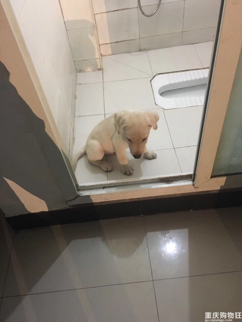 小布之成长记———萌购变土狗