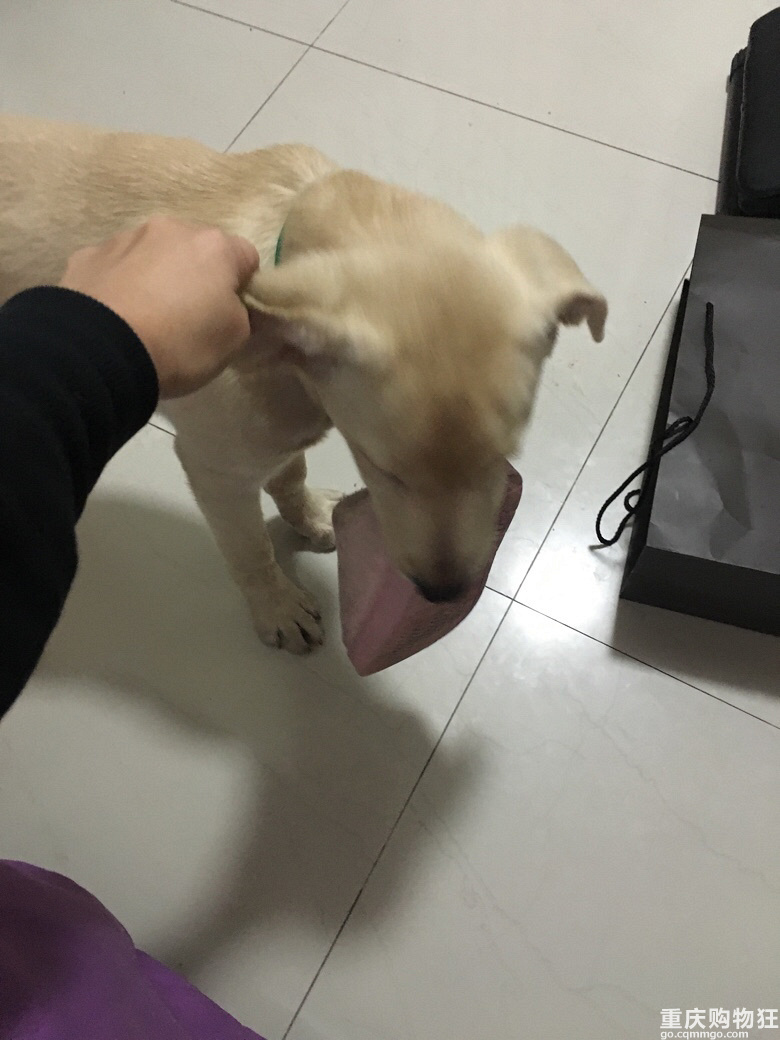 小布之成长记———萌购变土狗