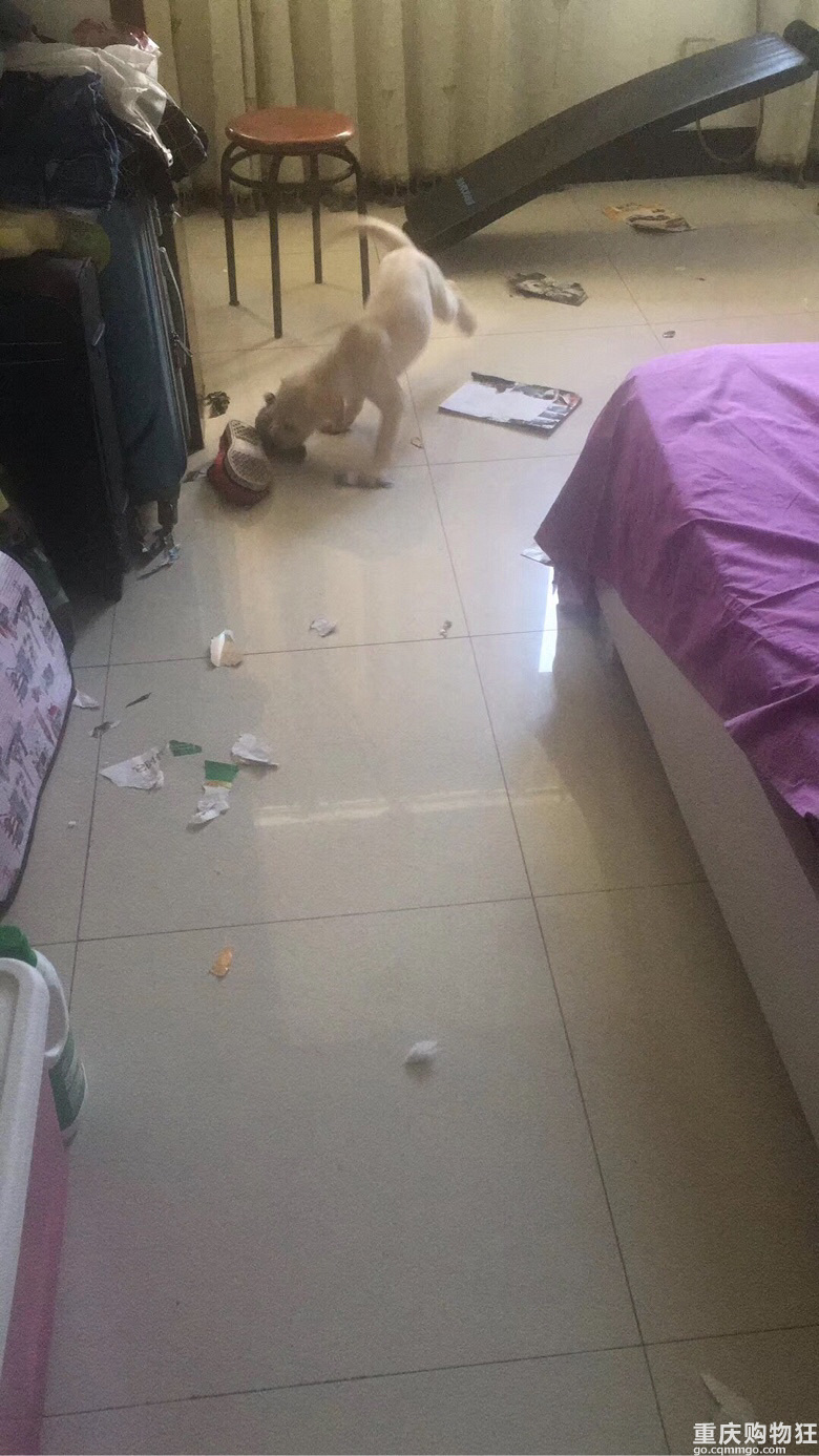 小布之成长记———萌购变土狗