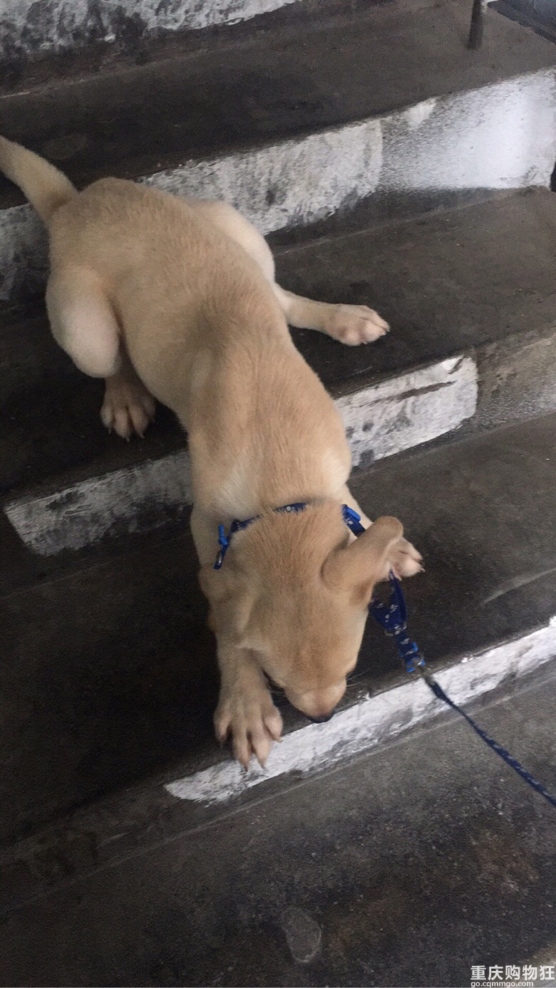 小布之成长记———萌购变土狗