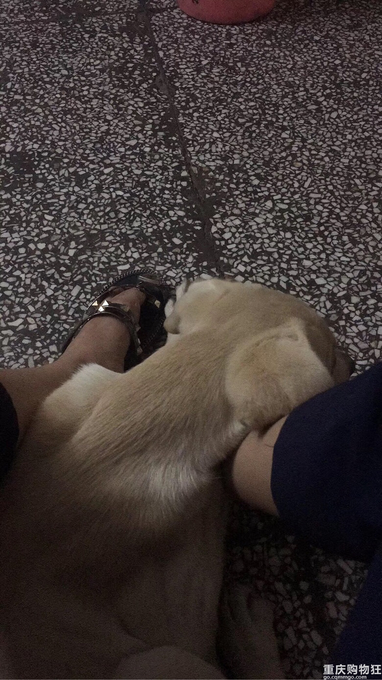 小布之成长记———萌购变土狗