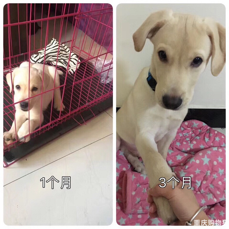 小布之成长记———萌购变土狗