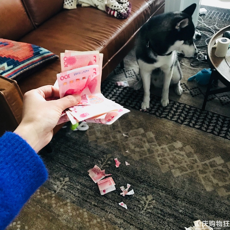 从来不撕家，但是生起气来把钱撕了的哈士奇你肯定第一次见…