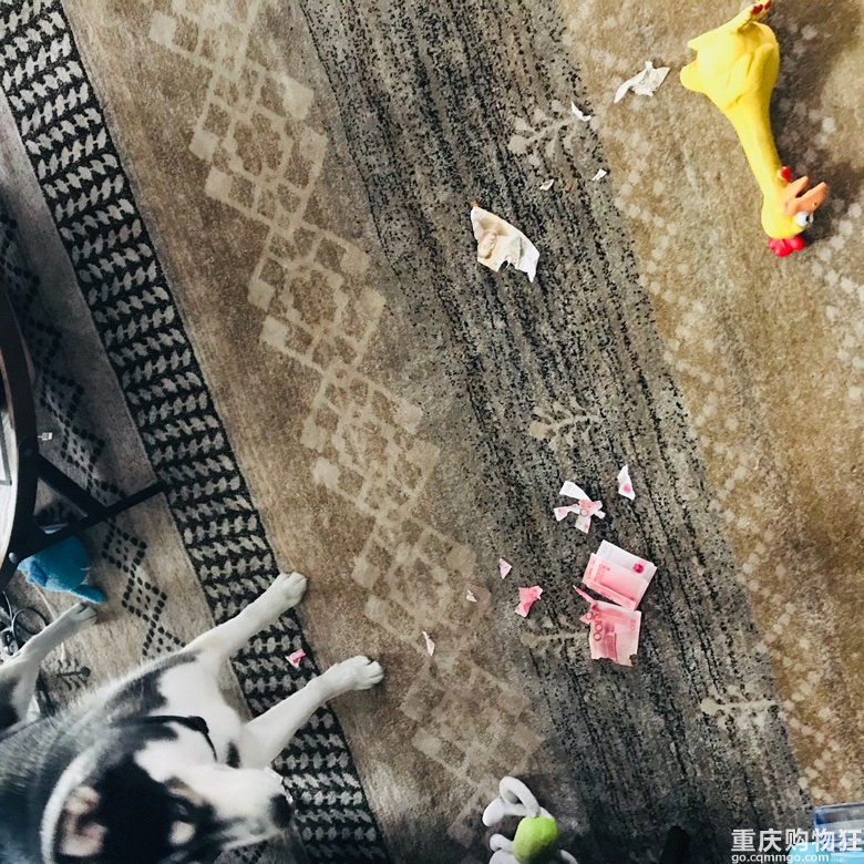 从来不撕家，但是生起气来把钱撕了的哈士奇你肯定第一次见…