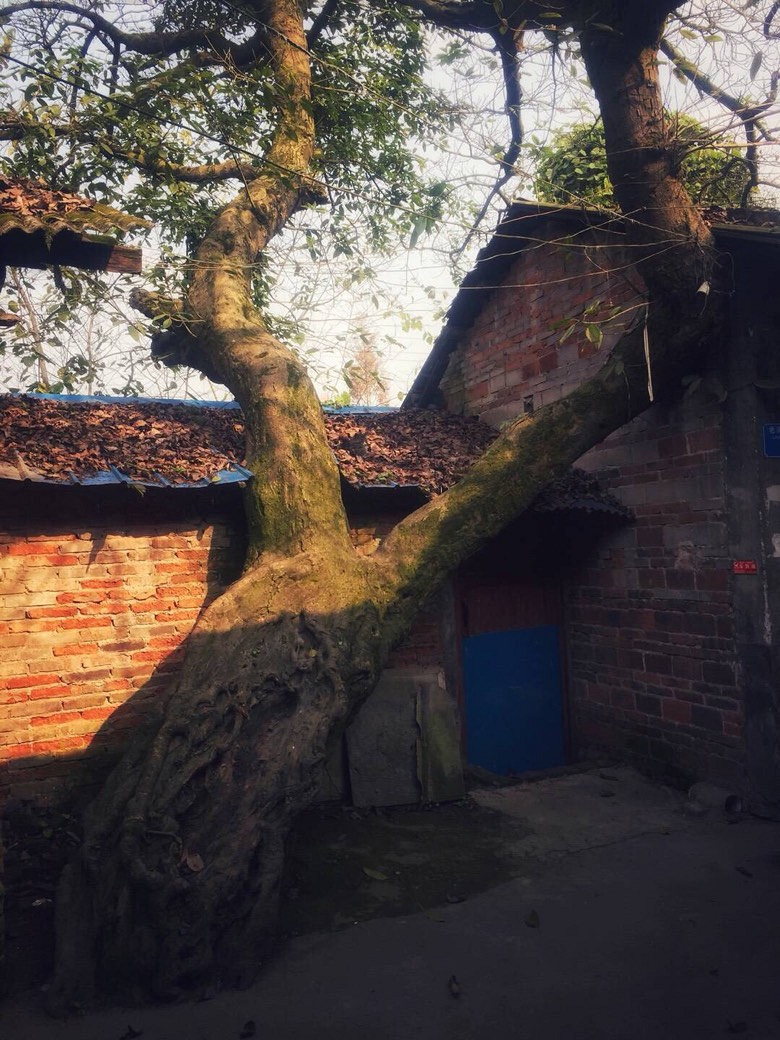 天气大好手机扫街:合川大石镇利泽老街!