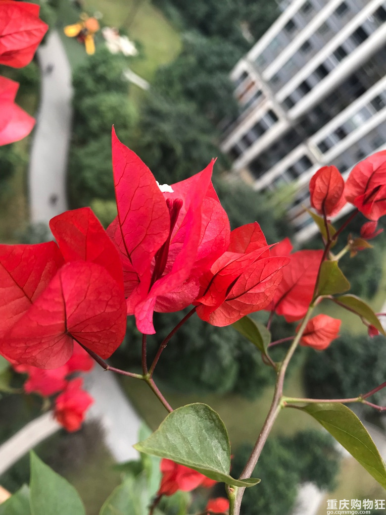一花一世界【2018秀阳台大赛】
