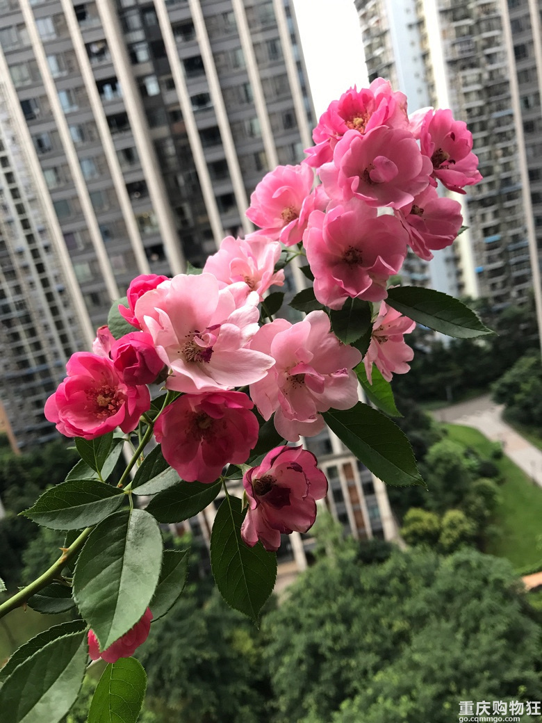 一花一世界【2018秀阳台大赛】
