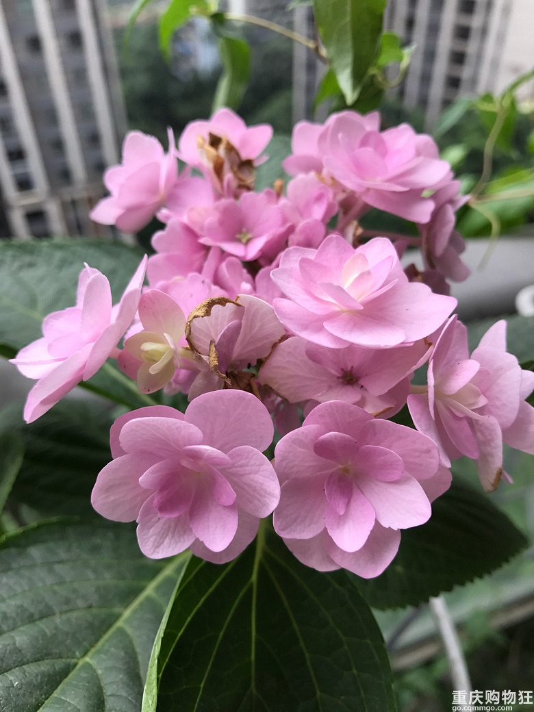一花一世界【2018秀阳台大赛】