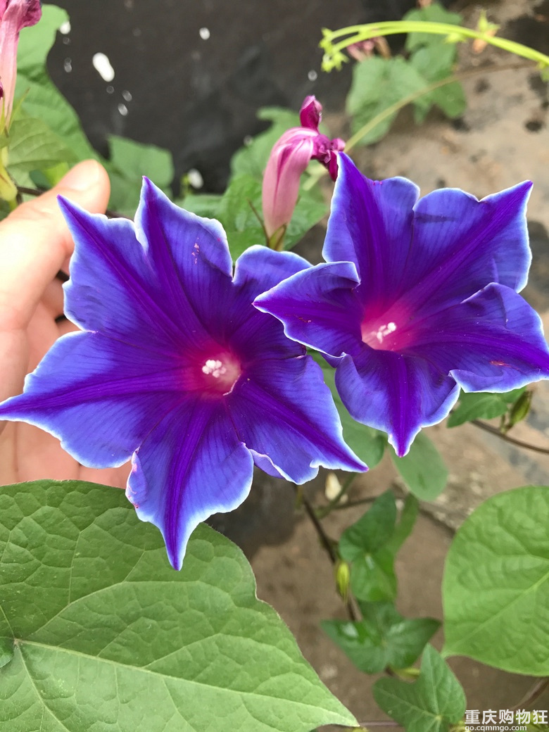一花一世界【2018秀阳台大赛】