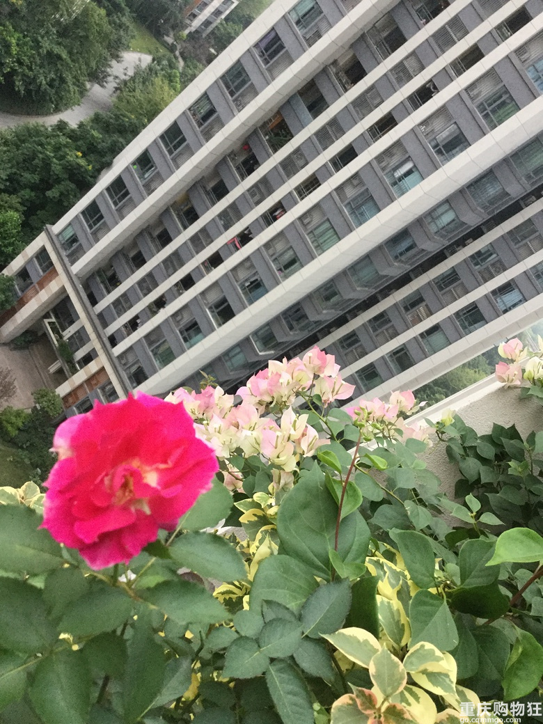 一花一世界【2018秀阳台大赛】