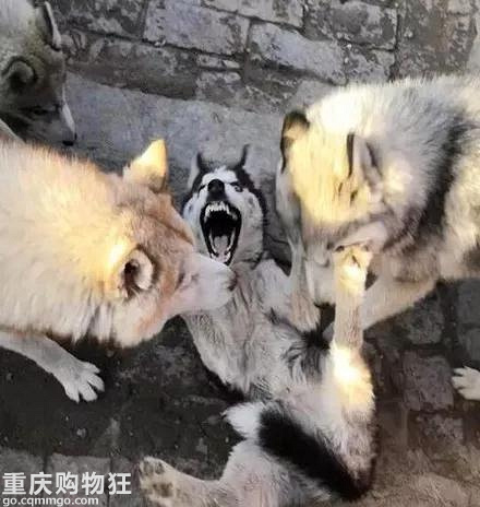 买了一只哈士奇，它刚到家便遭到同伴检验，结果.....