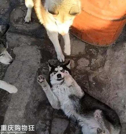 买了一只哈士奇，它刚到家便遭到同伴检验，结果.....