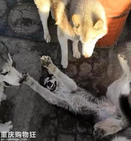 买了一只哈士奇，它刚到家便遭到同伴检验，结果.....
