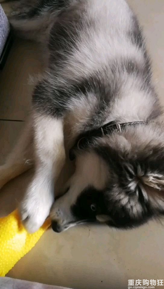 哈士奇。。。窝粑粑都嘿臭吗？