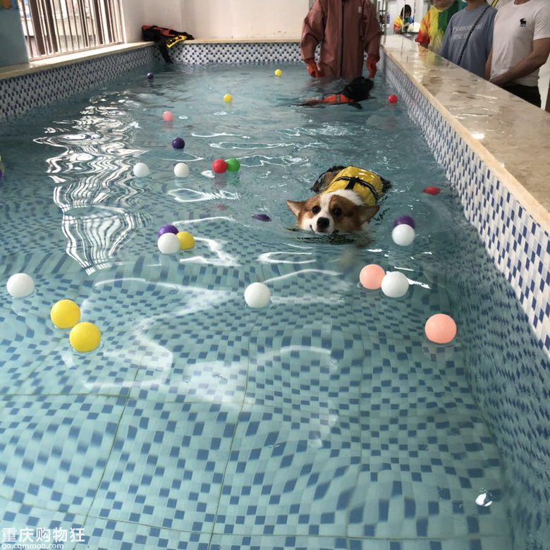 人不如狗系列---宠物专属摄影棚和游泳馆(我家柯基DD征婚)-宠物靓照