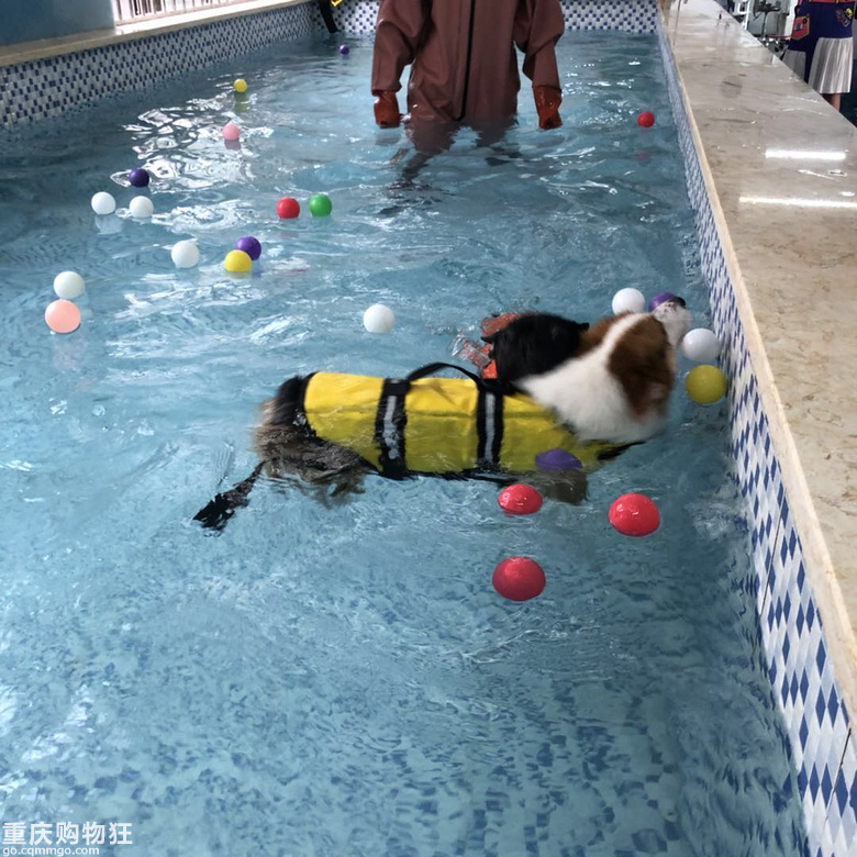 人不如狗系列---宠物专属摄影棚和游泳馆(我家