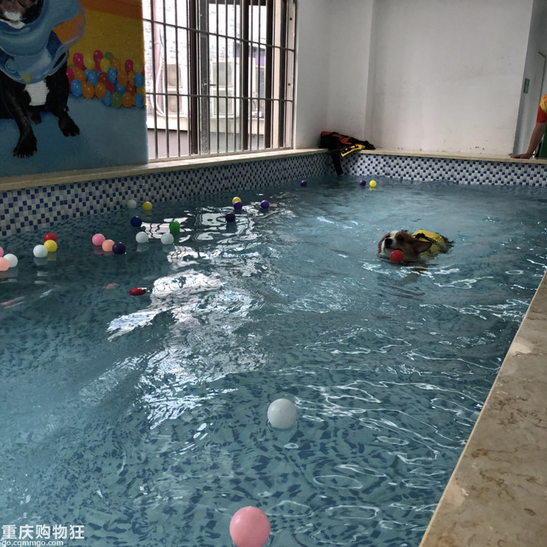 人不如狗系列---宠物专属摄影棚和游泳馆(我家