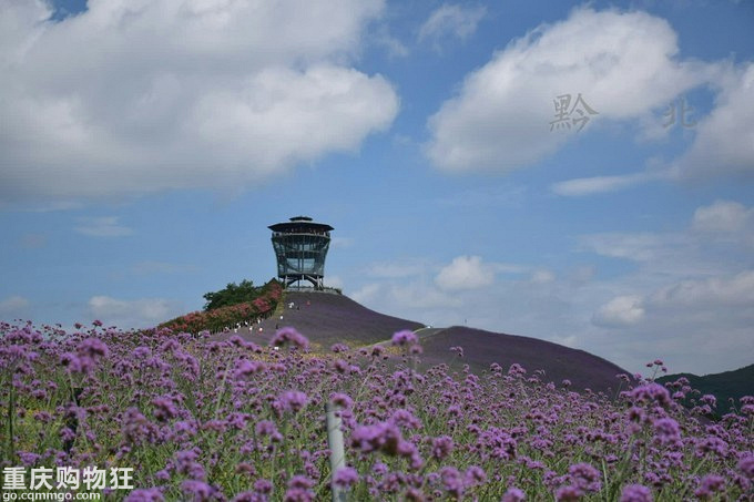 追逐清凉:桐梓黔北花海、娄山关、遵义周末游+夏游记