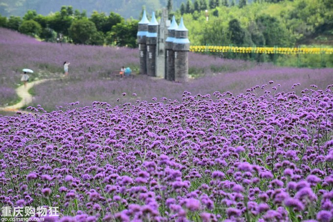 追逐清凉:桐梓黔北花海、娄山关、遵义周末游+夏游记