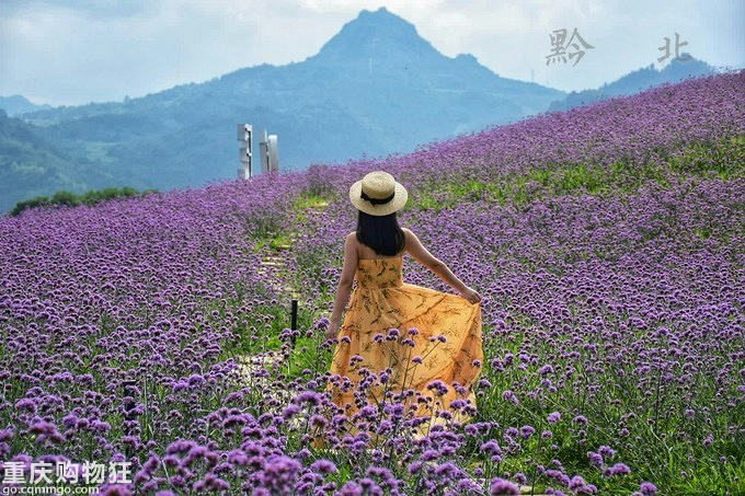 追逐清凉:桐梓黔北花海、娄山关、遵义周末游+夏游记
