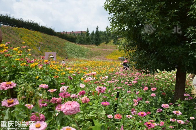 追逐清凉:桐梓黔北花海、娄山关、遵义周末游+夏游记