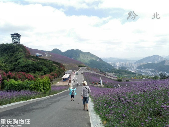 追逐清凉:桐梓黔北花海、娄山关、遵义周末游+夏游记